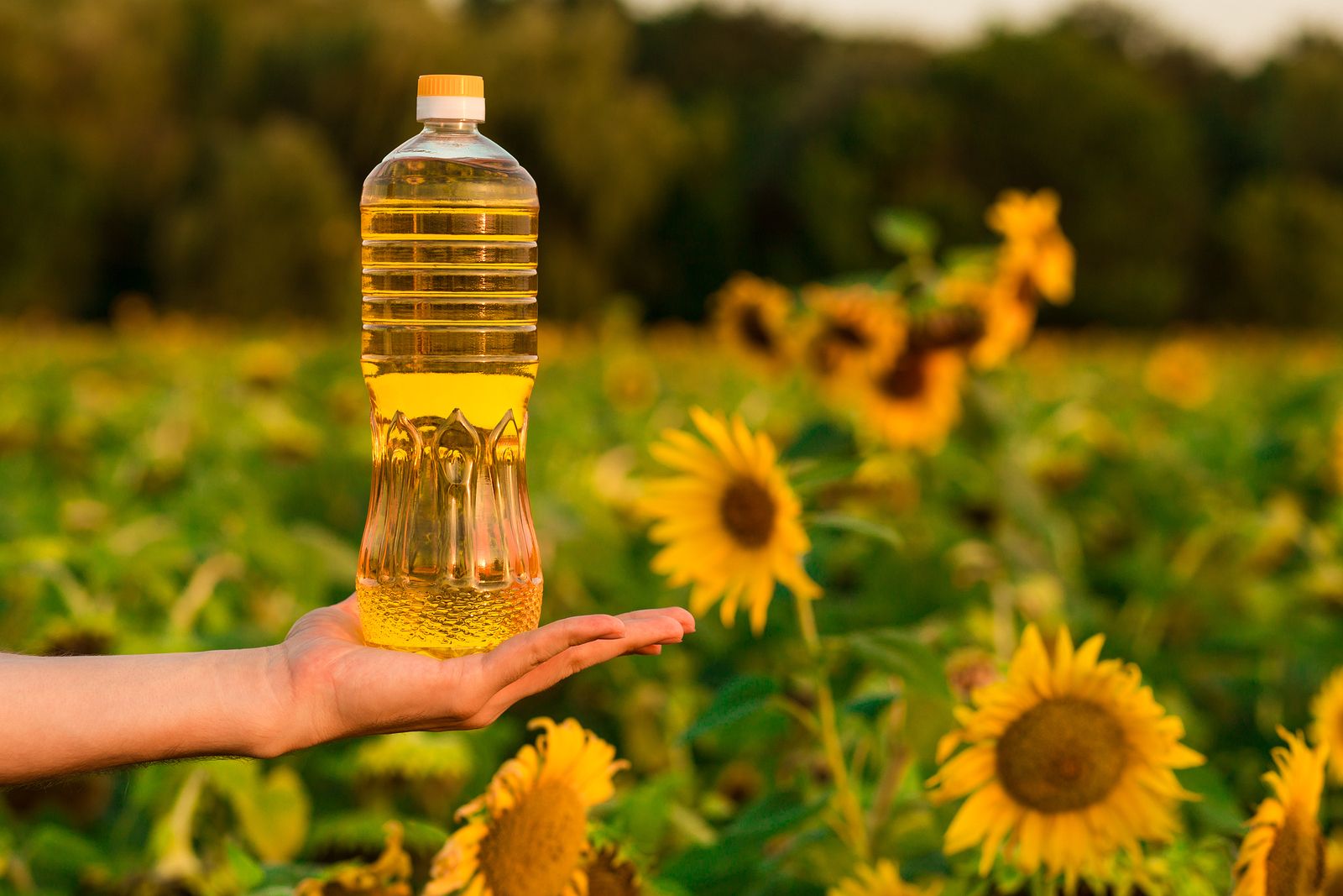 Huile de tournesol